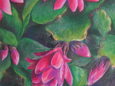 Christmas Cactus