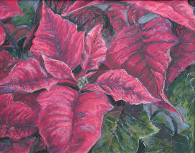 Poinsetta