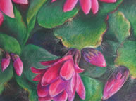 Christmas Cactus, 9 x 12, Oil Pastel