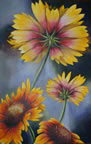 Hiding Behind a Gaillardia,  39 x 35, Oil