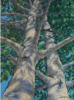 Summer I, 24 x 18, Pastel